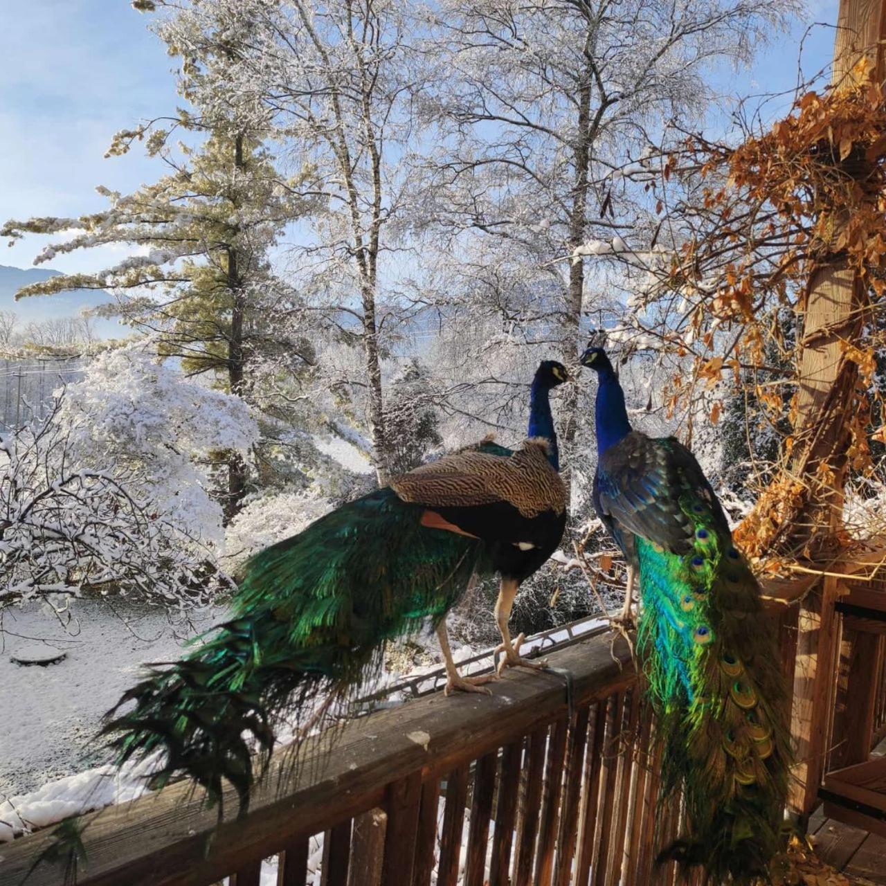 Bioagriturismo Vegan Campo Di Cielo Cesiomaggiore Dış mekan fotoğraf