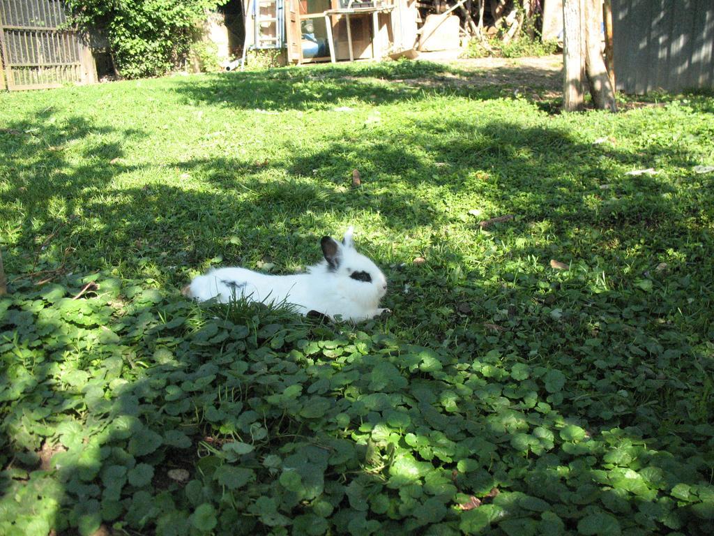 Bioagriturismo Vegan Campo Di Cielo Cesiomaggiore Dış mekan fotoğraf