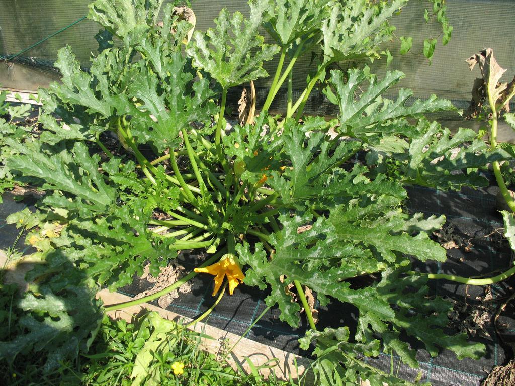 Bioagriturismo Vegan Campo Di Cielo Cesiomaggiore Dış mekan fotoğraf